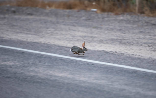 Jackrabbit running on the road