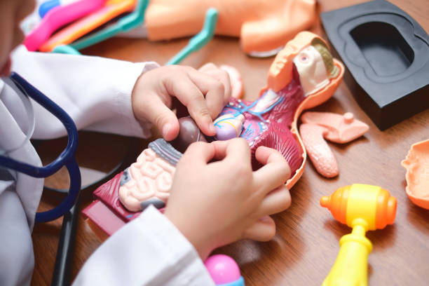 Closeup of hands of little school boy in doctor uniform playing doctor at home, kid learning and play with anatomical body organs model - Selective focus stock photo