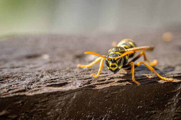istock European paper wasp (Polistes dominula) sits on a wooden railing 1280450243