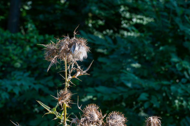 istock the wilted flower head of a thistle 1280450627