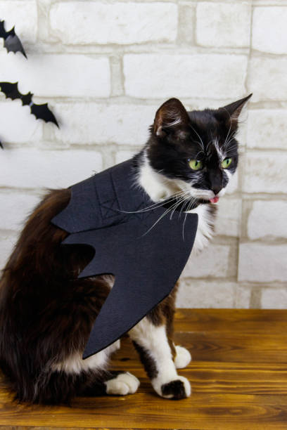 istock Beautiful cat wearing in Halloween bat costume 1280451369