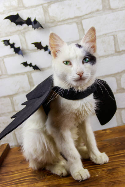 istock Beautiful cat wearing in Halloween bat costume 1280451371