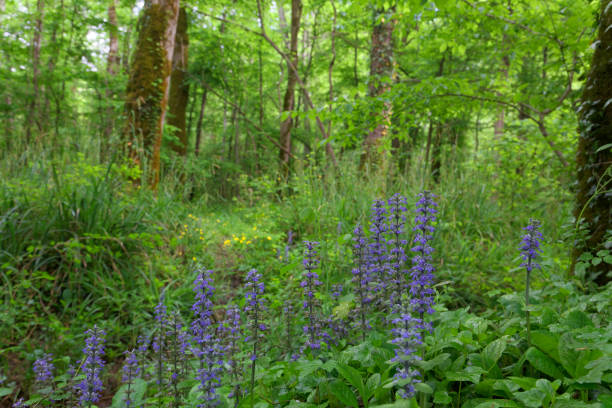istock Motovun oak forest in Istra, Croatia 1280451414