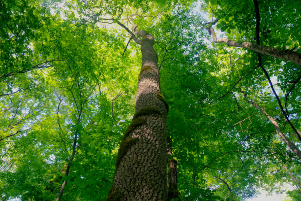 istock Motovun oak forest in Istra, Croatia 1280451420