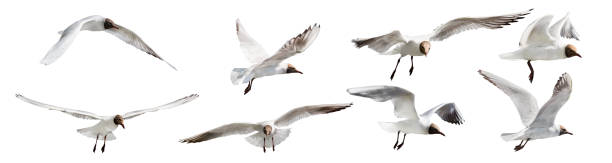 istock eight flying black head isolated gulls photo 1280452101