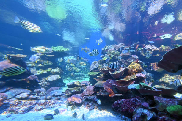 Tropical fish and corals in Ningaloo reef coast Colourful tropical fish and corals in Ningaloo reef coast in Western Australia ningaloo reef stock pictures, royalty-free photos & images