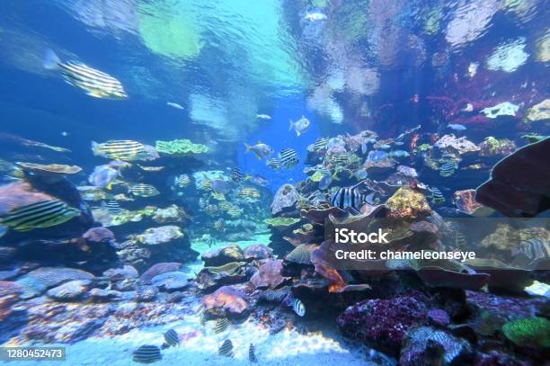 Tropical Fish And Corals In Ningaloo Reef Coast Stock Photo - Download Image Now - Ningaloo Reef, Australia, Reef