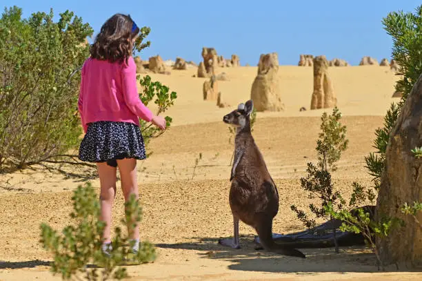 Young Australian girl age (10) interacting with a Western grey kangaroo  in the pinnacles desert near Cervantes in Western Australia