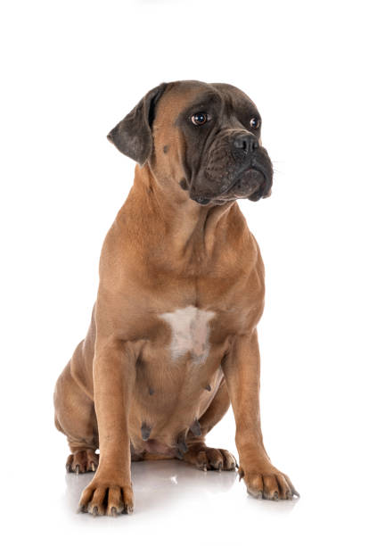 istock italian mastiff 1280453257