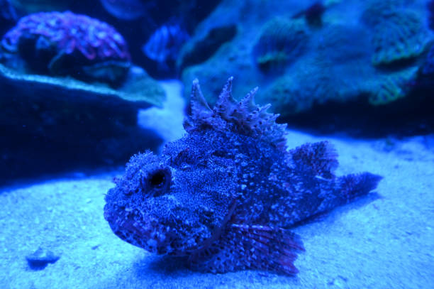 Stonefish lying on the bottom of the Indian ocean in Ningaloo coast reef in Western Australia