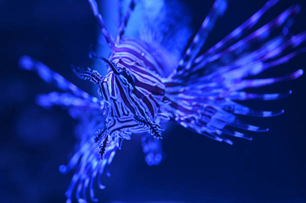 istock Lionfish pterois fish swimming underwater 1280453987