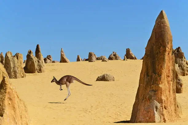 One western grey kangaroos hopping in the Pinnacles Desert near Cervantes in Western Australia.