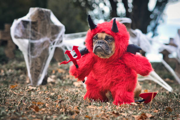 istock French Buldog dog wearing red Halloween devil costum in front graveyard 1280454067