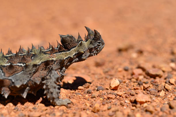 thorny devil im outback von western australia - thorny devil lizard stock-fotos und bilder