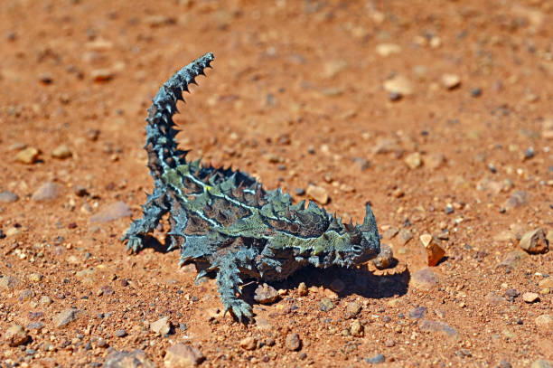 thorny devil im outback von western australia - thorny devil lizard stock-fotos und bilder