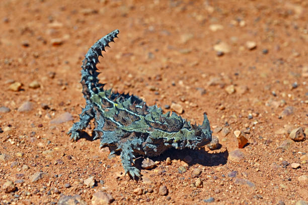Thorny Devil in Western Australia Outback Above view of Thorny Devil full length in Western Australia Outback moloch horridus stock pictures, royalty-free photos & images
