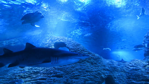 istock Shark sea turtle and tropical fish swim underwate 1280454231