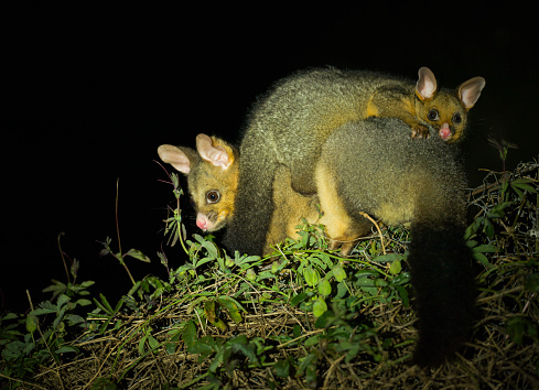 The common brushtail possum is a nocturnal, semi-arboreal marsupial of the family Phalangeridae, native to Australia, and the second-largest of the possums. Like most possums, the common brushtail possum is nocturnal. It is mainly a folivore, but has been known to eat small mammals such as rats.