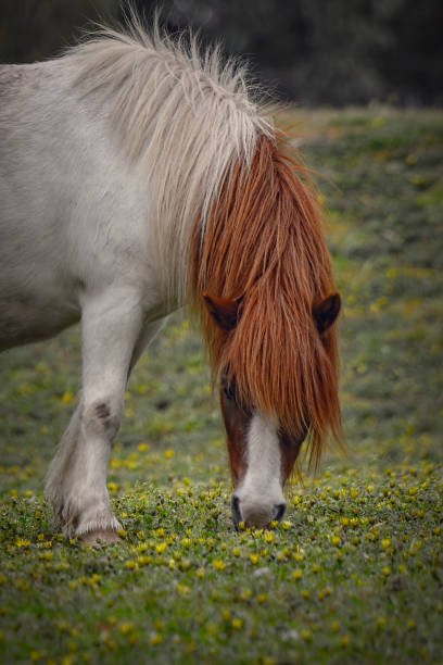 istock White and Chestnut Pony grazing 1280456969