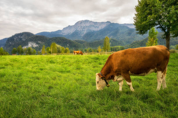 istock Cows grazing near Kochelsee,Bavaria,Germany 1280460012