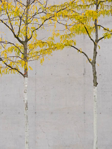 istock Trees with autumn leaves in front of a concrete wall 1280460733