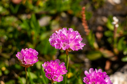 flowers captured in Bohinj valley Slovenia