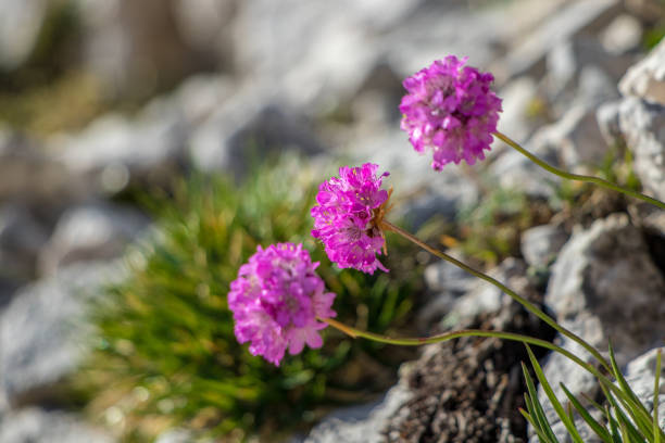 flowers captured in Bohinj valley Slovenia