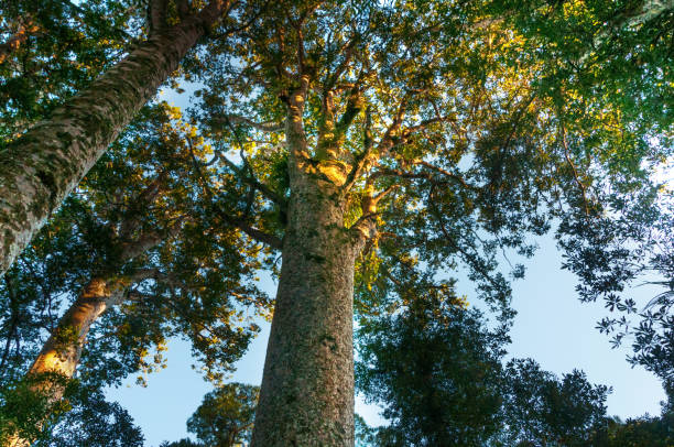 Huge kauri tree (Agathis australis) at the North Island Scenic landscape of the forest in New Zealand waipoua forest stock pictures, royalty-free photos & images