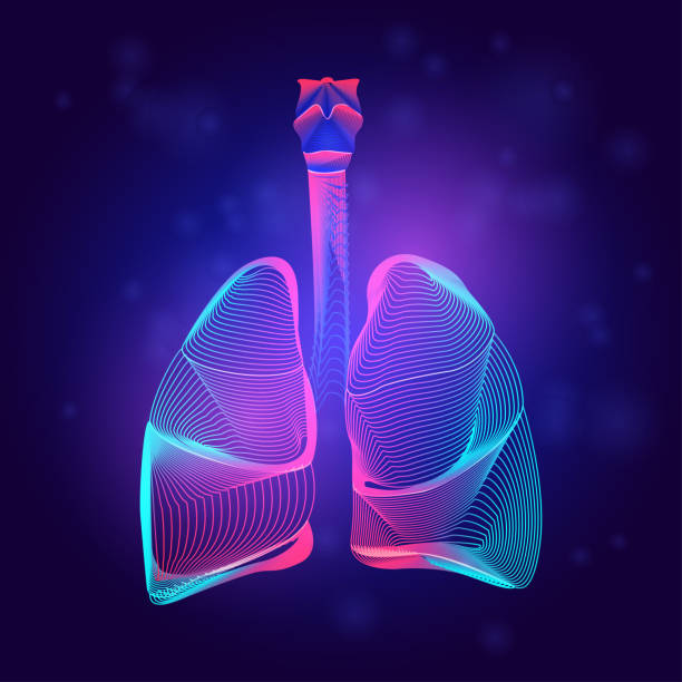 ilustraciones, imágenes clip art, dibujos animados e iconos de stock de estructura médica de los pulmones humanos. esbozar ilustración vectorial de la anatomía del órgano de la parte del cuerpo en estilo de arte de línea 3d sobre fondo abstracto de neón - neumonía
