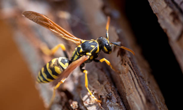 istock Close up of a wasp on insect hotel 1280462433