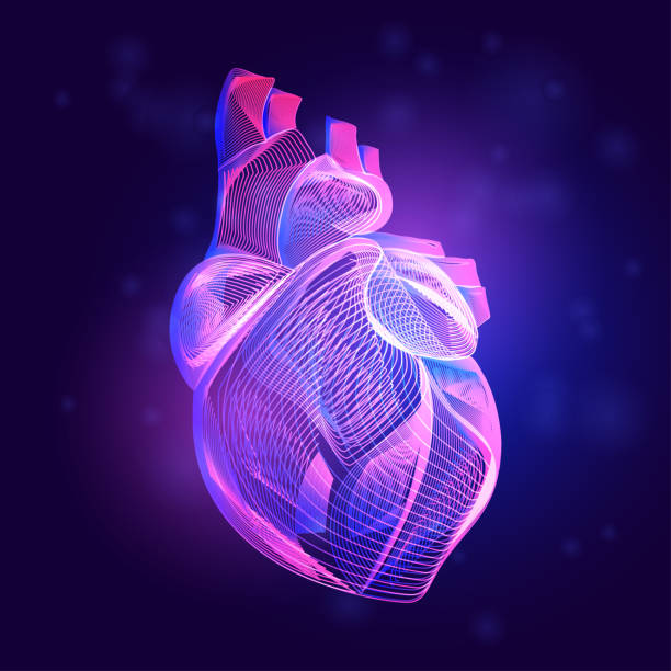 Human heart medical structure. Outline vector illustration of body part organ anatomy in 3d line art style on neon abstract background Human heart medical structure. Outline vector illustration of body part organ anatomy in 3d line art style on neon abstract background human heart stock illustrations