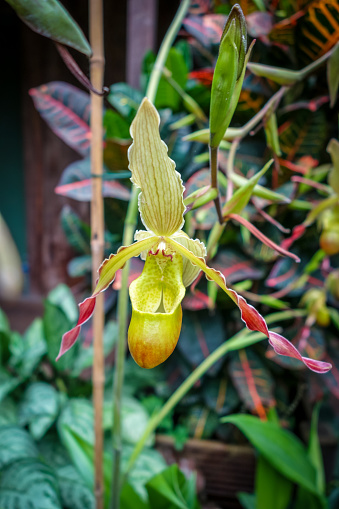 Closeup view of a phragmipedium grande orchid
