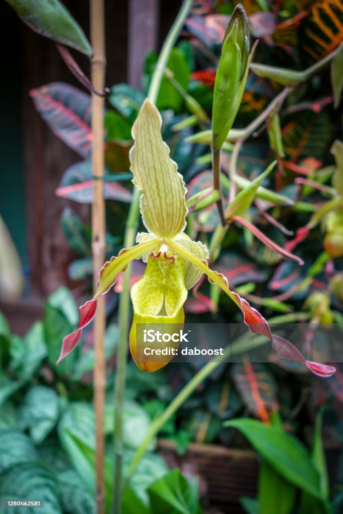 Foto de Orquídea Phragmipedium Grande Visão De Closeup e mais fotos de  stock de Orquídea - Orquídea, Amarelo, Grande - iStock
