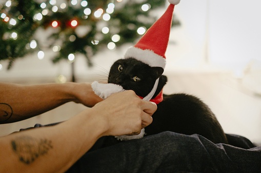 Man puts a Santa hat and scarf on an unimpressed black cat