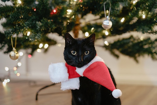 Black cat wears scarf and Santa hat around neck