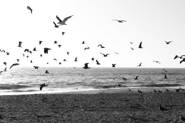 istock Flock of birds flying, Half-moon Bay 1280463414