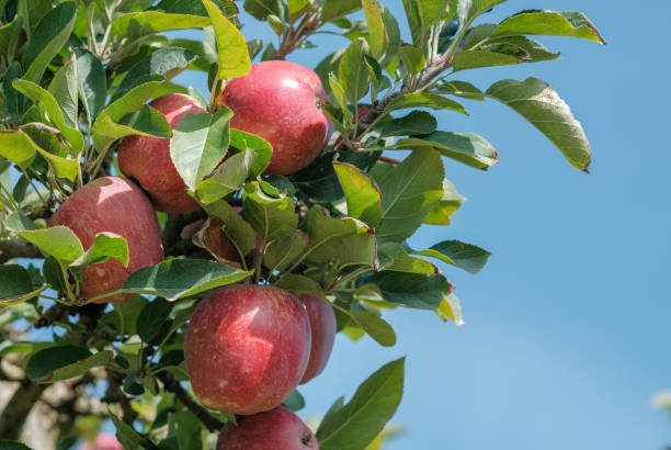 istock Apple trees outdoor, ready for collecting organic fruit 1280463519