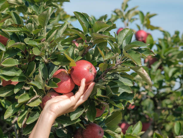 istock White female hand with love hold on ripe apples 1280463520