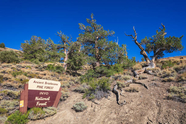 antica pineta di bristlecone in california - bristlecone pine foto e immagini stock