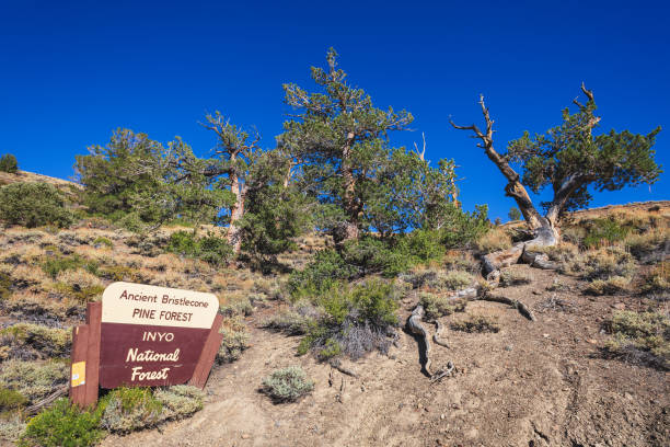 캘리포니아의 고대 브리슬콘 소나무 숲 - bristlecone pine pine tree tree forest 뉴스 사진 이미지