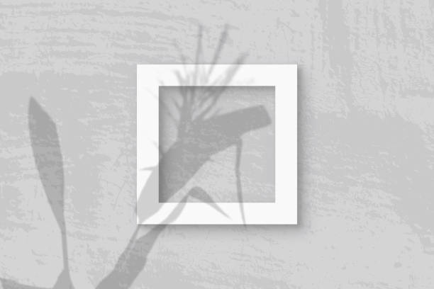 istock Natural light casts shadows from a Spikelets and leaves of the planton square frame of white textured paper 1280468417