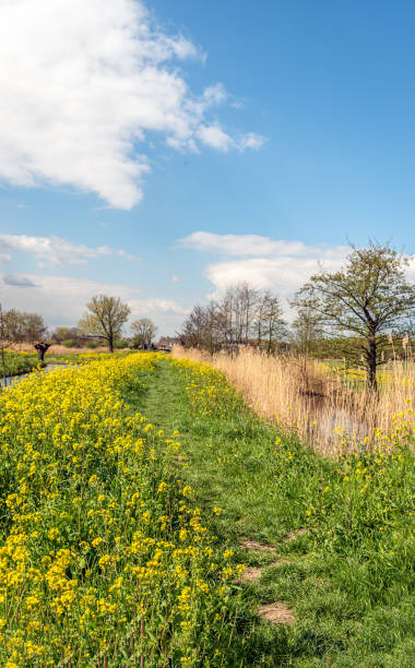 istock Colorful Dutch landscape in spring 1280468527