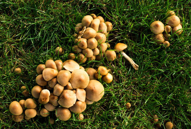 istock autumn, mushrooms in the forest 1280468551