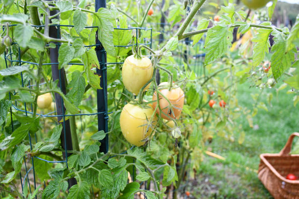 légumes, problèmes de plantes tomates et la maladie, trop d’eau cause de pluie, soleil échaudé, fruit de la tomate a spot sur le fond flou de congé sec . jardin d’été en europe sans maison verte. - nature rain crop europe photos et images de collection