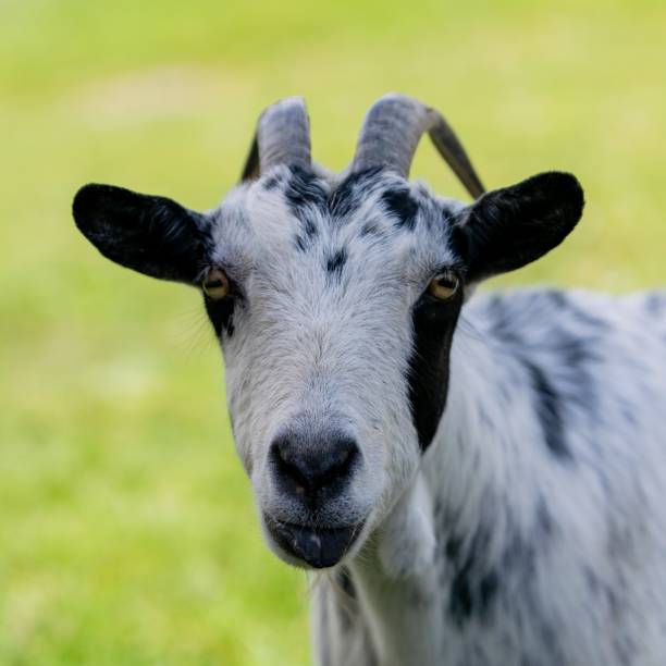 istock portrait of goat in meadow 1280469704