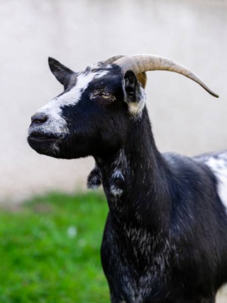 istock portrait of goat in meadow 1280469817