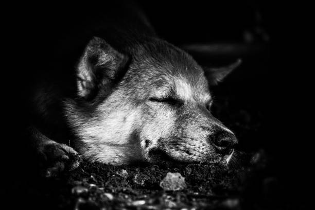 istock Black and white photo sleeping dog 1280470323