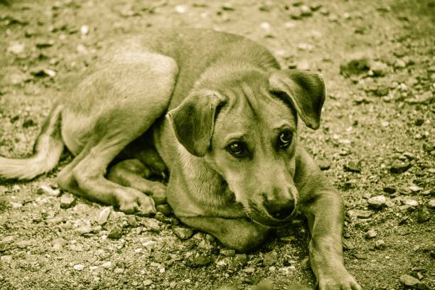istock Black and white photo dog 1280470426