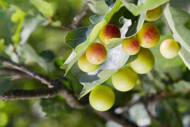 オークの葉にシニップケルカスフォリ胆汁ボール - leaf gall ストックフォトと画像