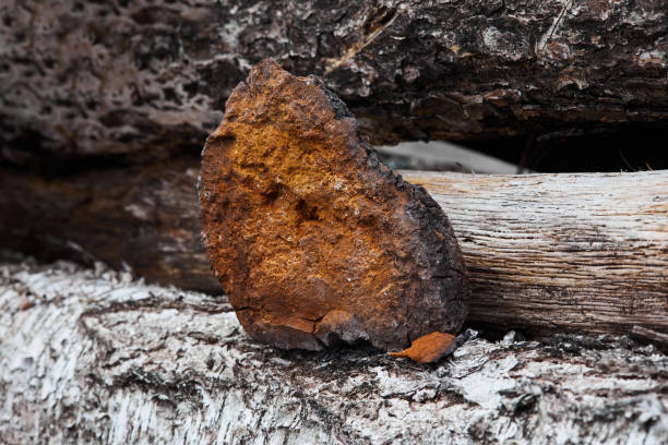 istock Natural Chaga mushroom 1280471914